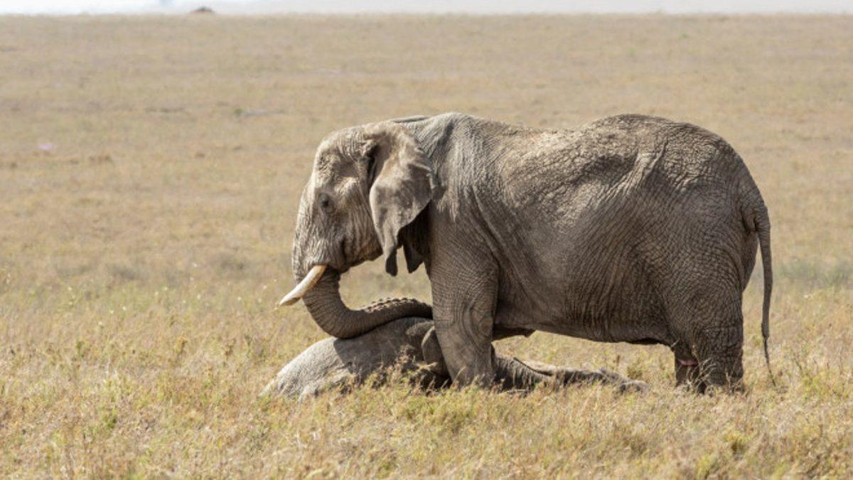 Ölen Arkadaşlarının Fotoğrafına Bakıp Ağladıkları Bile Görülen Hayvanlar, Gerçekten İnsanlar Gibi Yas Tutarlar mı?
