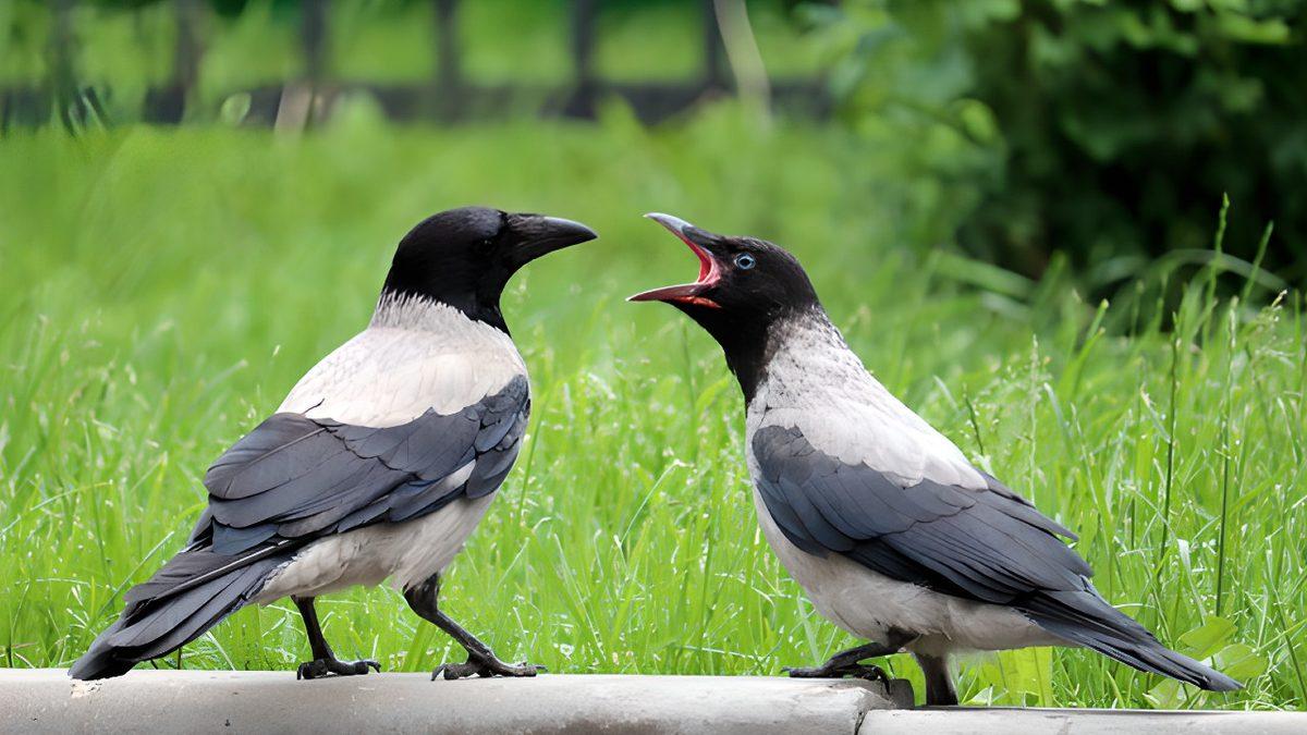 Ölen Arkadaşlarının Fotoğrafına Bakıp Ağladıkları Bile Görülen Hayvanlar, Gerçekten İnsanlar Gibi Yas Tutarlar mı?