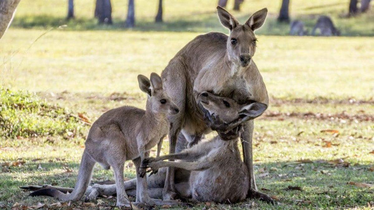 Ölen Arkadaşlarının Fotoğrafına Bakıp Ağladıkları Bile Görülen Hayvanlar, Gerçekten İnsanlar Gibi Yas Tutarlar mı?