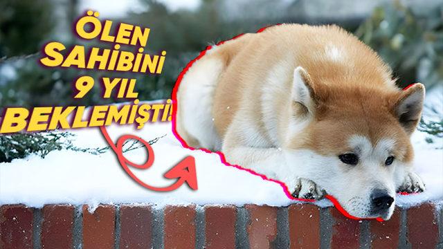 Ölen Arkadaşlarının Fotoğrafına Bakıp Ağladıkları Bile Görülen Hayvanlar, Gerçekten İnsanlar Gibi Yas Tutarlar mı?