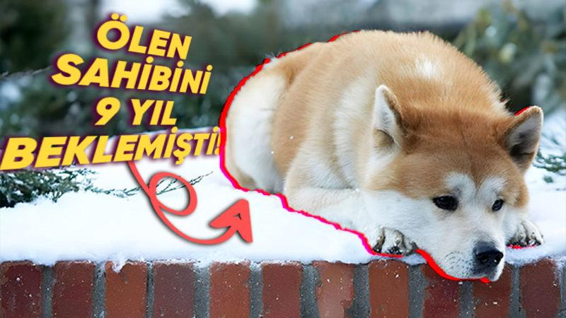 Ölen Arkadaşlarının Fotoğrafına Bakıp Ağladıkları Bile Görülen Hayvanlar, Gerçekten İnsanlar Gibi Yas Tutarlar mı?