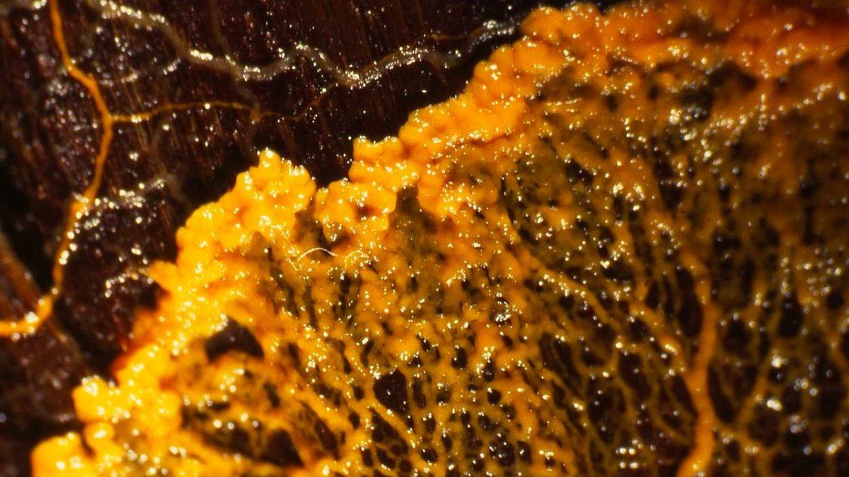 Beyni Bile Olmayan Bu Canlının Sahip Olduğu Yetenekleri Duyunca Şimdiye Kadar Nasıl Haberim Olmamış Diyeceksiniz!