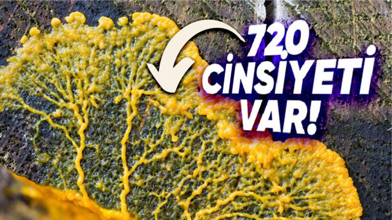 Beyni Bile Olmayan Bu Canlının Sahip Olduğu Yetenekleri Duyunca Şimdiye Kadar Nasıl Haberim Olmamış Diyeceksiniz!