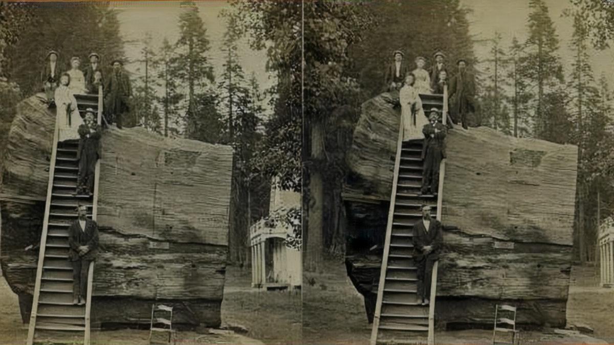 İnsanlar Tarafından Kesilen Dünyanın En Büyük İkinci Ağacı, Nasıl Çevre Farkındalığı Yarattı?