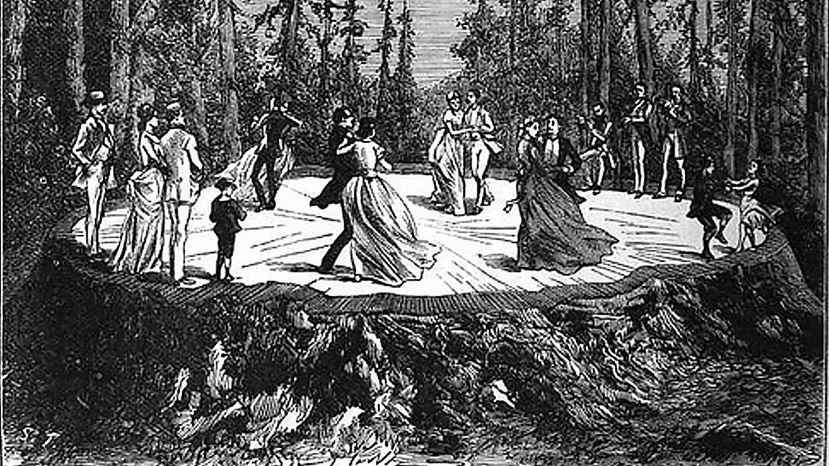 İnsanlar Tarafından Kesilen Dünyanın En Büyük İkinci Ağacı, Nasıl Çevre Farkındalığı Yarattı?