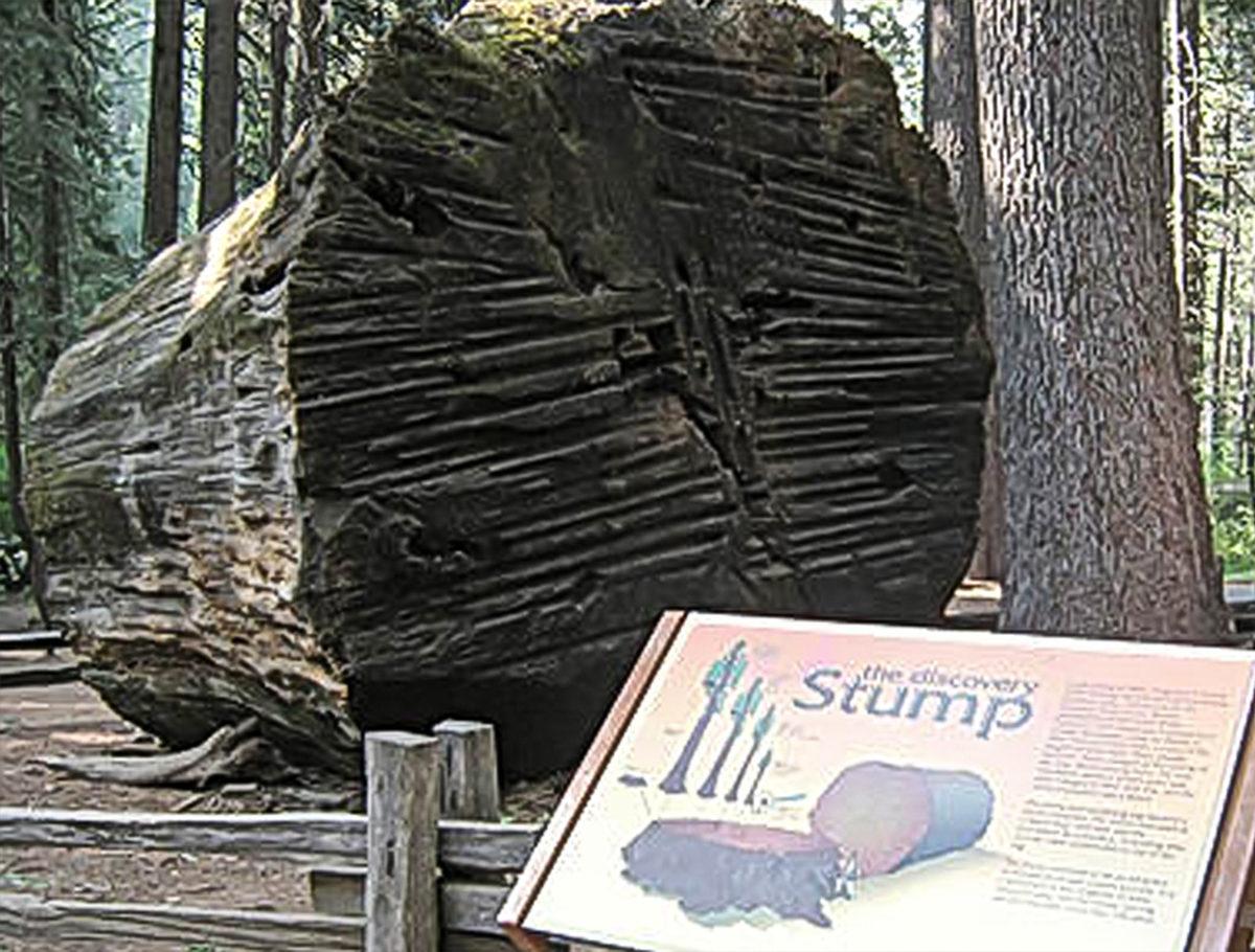 İnsanlar Tarafından Kesilen Dünyanın En Büyük İkinci Ağacı, Nasıl Çevre Farkındalığı Yarattı?