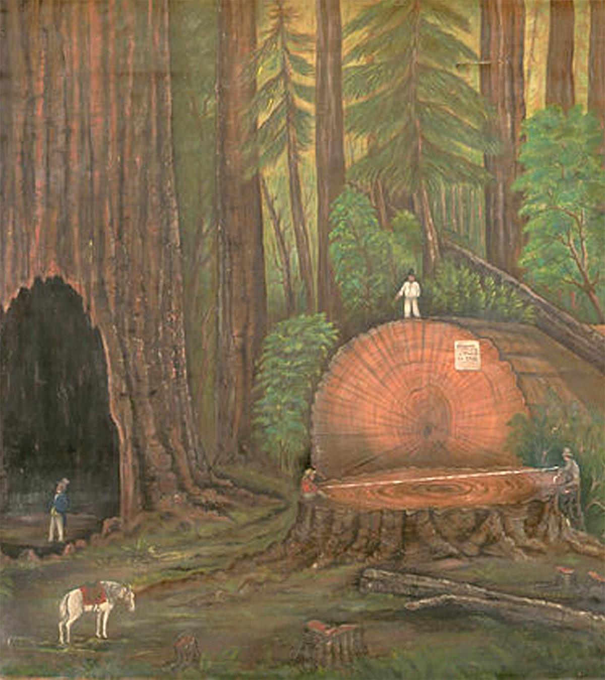 İnsanlar Tarafından Kesilen Dünyanın En Büyük İkinci Ağacı, Nasıl Çevre Farkındalığı Yarattı?