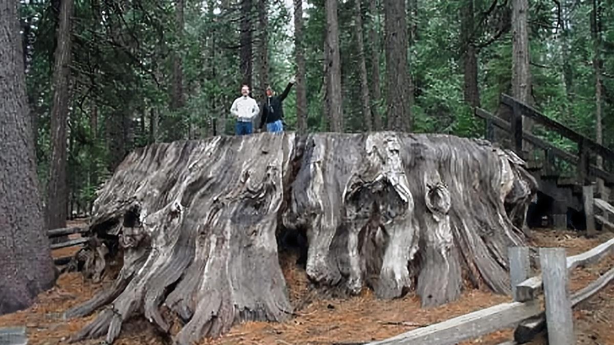 İnsanlar Tarafından Kesilen Dünyanın En Büyük İkinci Ağacı, Nasıl Çevre Farkındalığı Yarattı?