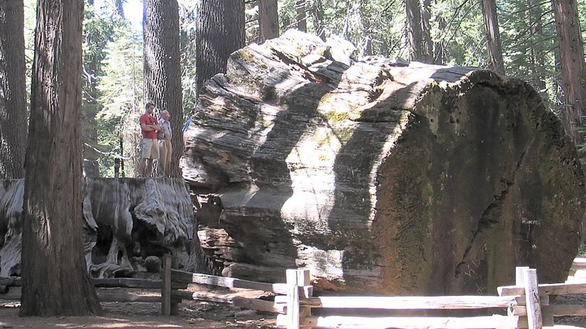 İnsanlar Tarafından Kesilen Dünyanın En Büyük İkinci Ağacı, Nasıl Çevre Farkındalığı Yarattı?