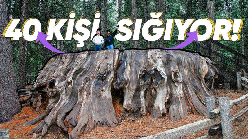 İnsanlar Tarafından Kesilen Dünyanın En Büyük İkinci Ağacı, Nasıl Çevre Farkındalığı Yarattı?