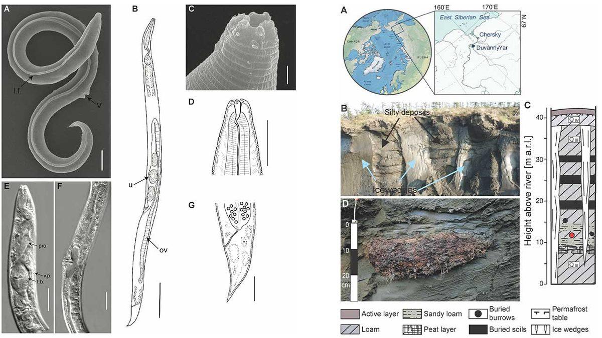 46 Bin Yıldır Uykuda Olan Bir Canlı Türü Diriltildi (Hayır, Yeni Jurassic Park Film Senaryosu Değil)