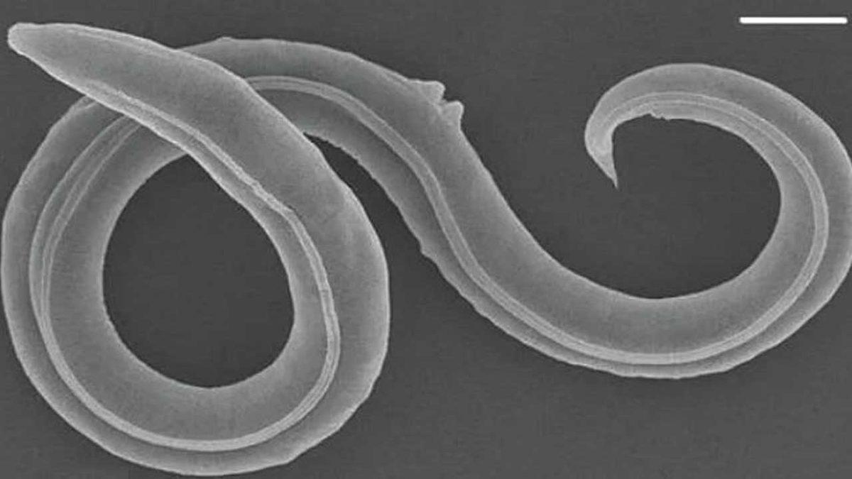 46 Bin Yıldır Uykuda Olan Bir Canlı Türü Diriltildi (Hayır, Yeni Jurassic Park Film Senaryosu Değil)