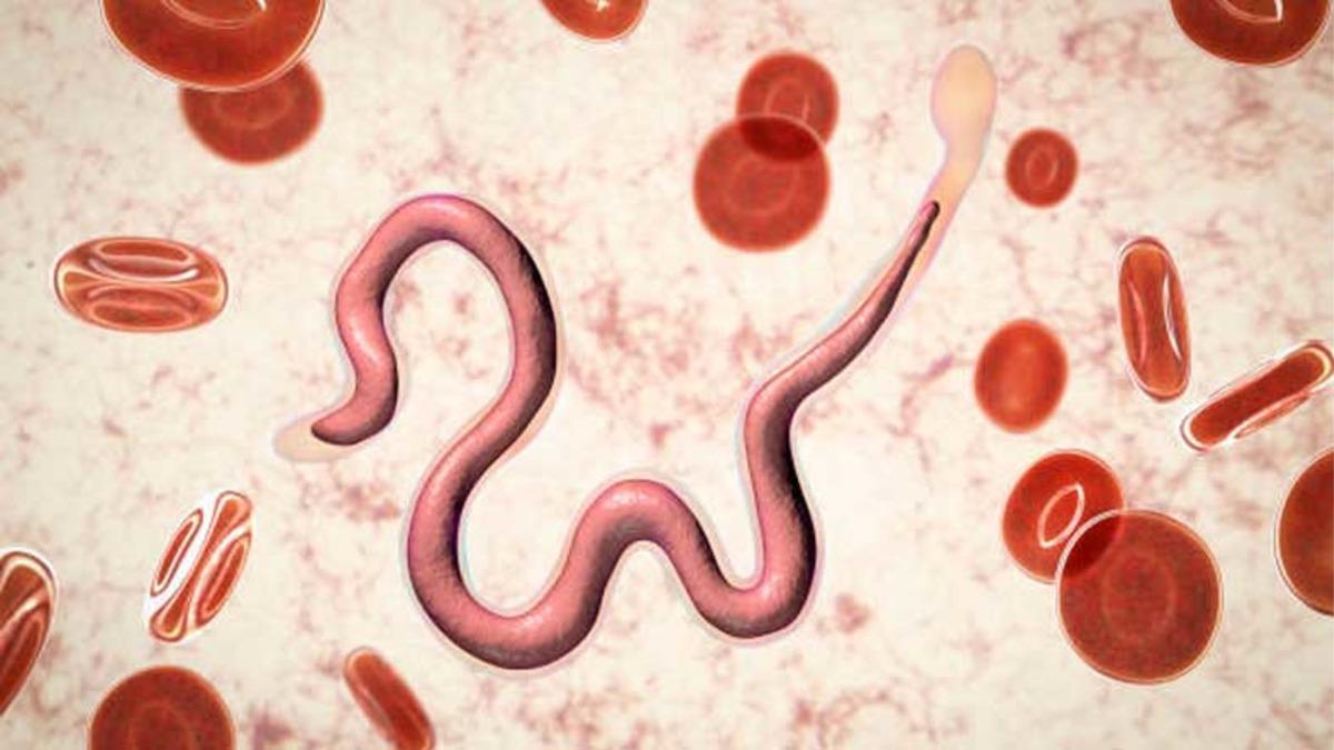 46 Bin Yıldır Uykuda Olan Bir Canlı Türü Diriltildi (Hayır, Yeni Jurassic Park Film Senaryosu Değil)