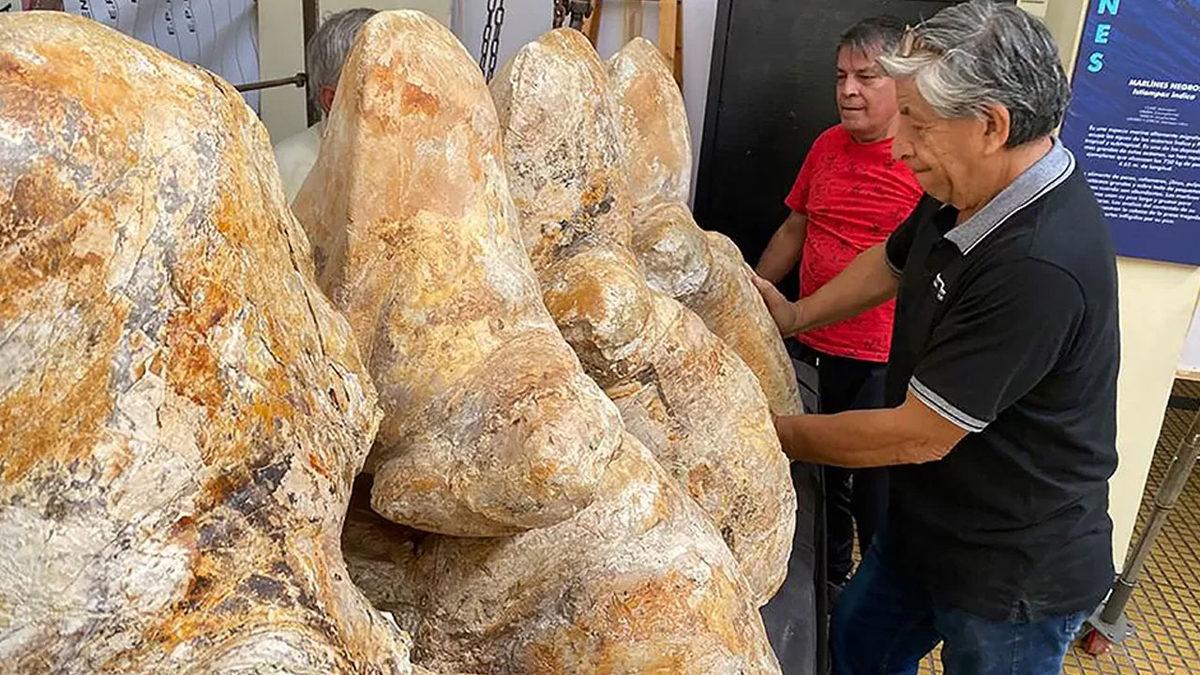 Dünya Üzerine Yaşamış En Ağır Canlı Keşfedilmiş Olabilir: Mavi Balinadan Bile 2 Kat Daha Ağır!