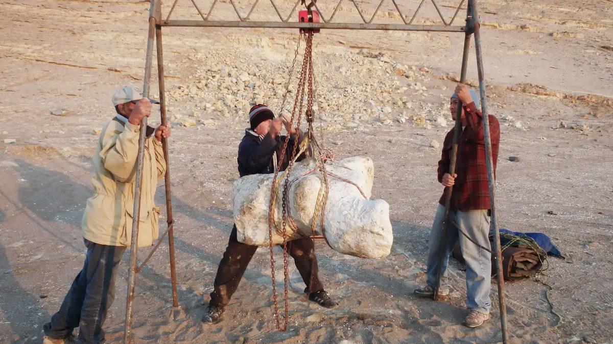 Dünya Üzerine Yaşamış En Ağır Canlı Keşfedilmiş Olabilir: Mavi Balinadan Bile 2 Kat Daha Ağır!