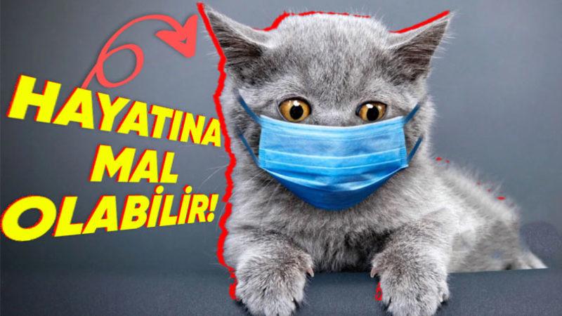 Kedi Sahipleri, Aman Dikkat! Son Zamanlarda Artan Ölümcül "FİP" Hastalığını Önlemek İçin Yapmanız Gerekenleri Anlattık