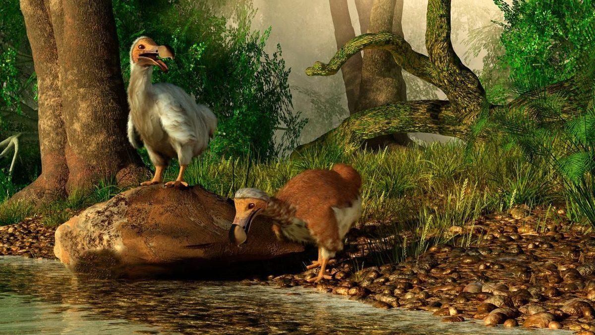 Milyonlarca Yıl Huzur İçinde Yaşayan Dodo Kuşları’nın Nasıl Oldu da ’İnsanlarla Tanıştıktan Hemen Sonra’ Nesli Tükendi?