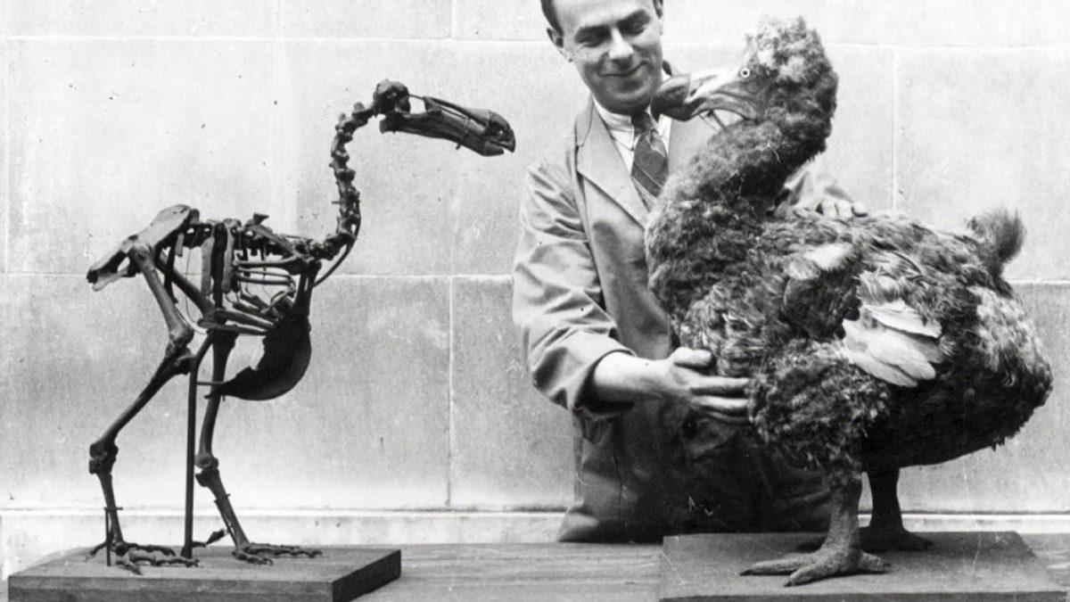 Milyonlarca Yıl Huzur İçinde Yaşayan Dodo Kuşları’nın Nasıl Oldu da ’İnsanlarla Tanıştıktan Hemen Sonra’ Nesli Tükendi?