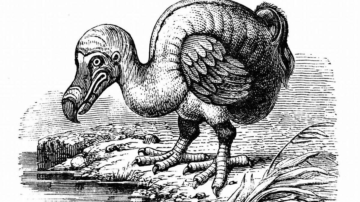 Milyonlarca Yıl Huzur İçinde Yaşayan Dodo Kuşları’nın Nasıl Oldu da ’İnsanlarla Tanıştıktan Hemen Sonra’ Nesli Tükendi?