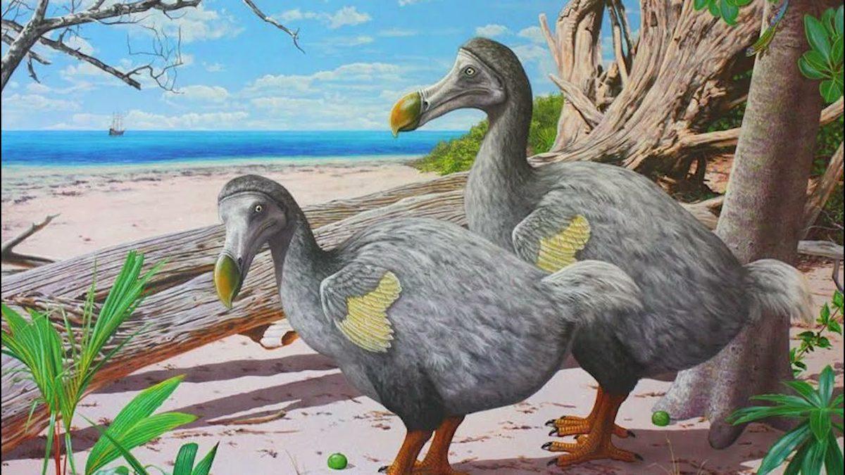 Milyonlarca Yıl Huzur İçinde Yaşayan Dodo Kuşları’nın Nasıl Oldu da ’İnsanlarla Tanıştıktan Hemen Sonra’ Nesli Tükendi?