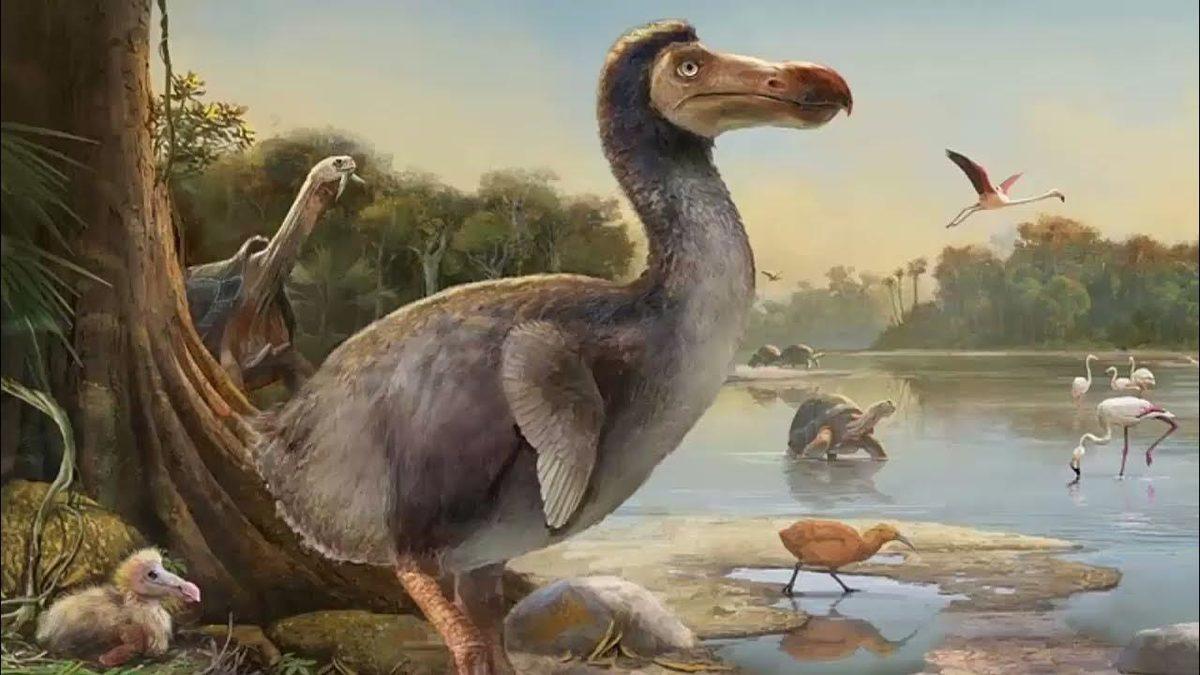Milyonlarca Yıl Huzur İçinde Yaşayan Dodo Kuşları’nın Nasıl Oldu da ’İnsanlarla Tanıştıktan Hemen Sonra’ Nesli Tükendi?