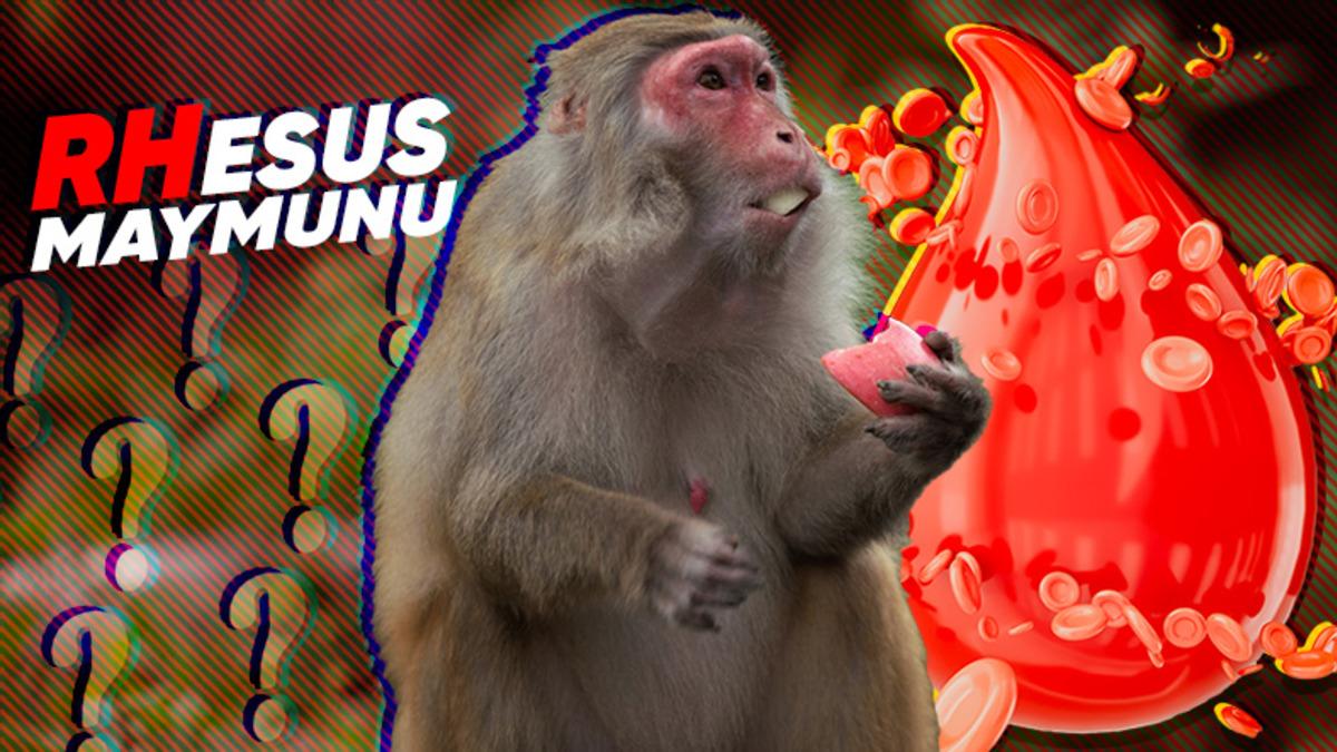 Kan Gruplarındaki "Rh" İfadesinin Maymunlarla Olan İlgisini Öğrenince "Bugün de Aydınlandık Çok Şükür" Diyeceksiniz