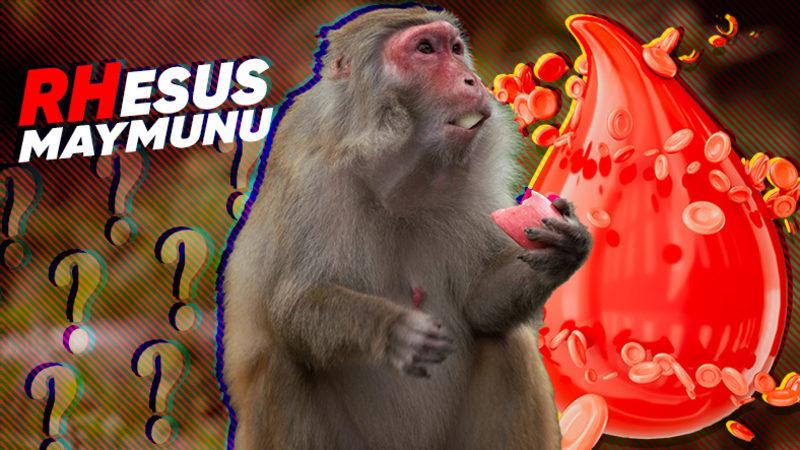 Kan Gruplarındaki "Rh" İfadesinin Maymunlarla Olan İlgisini Öğrenince "Bugün de Aydınlandık Çok Şükür" Diyeceksiniz