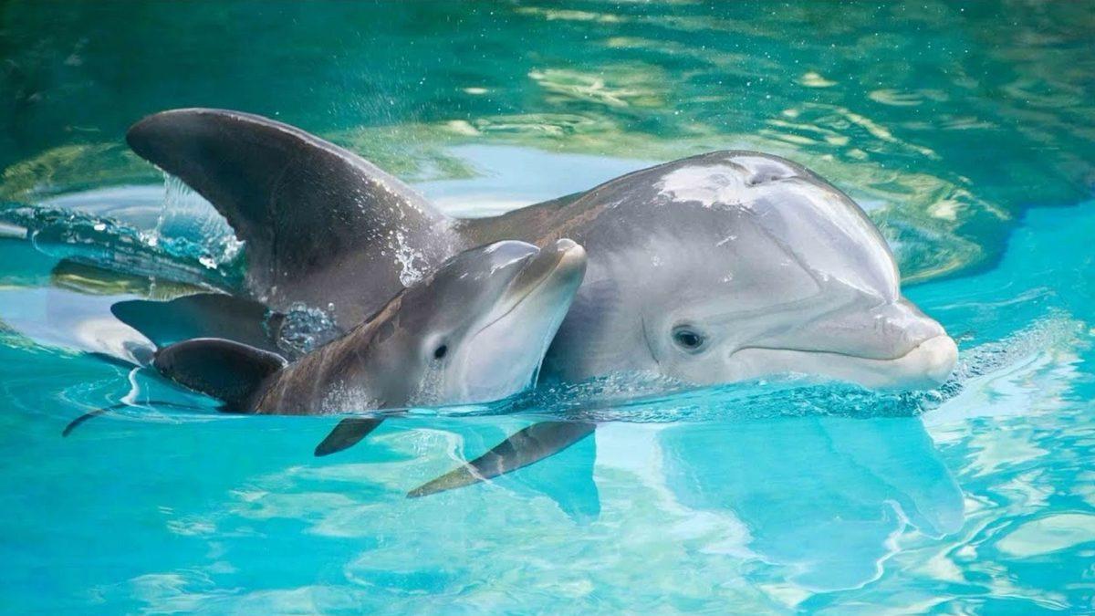 Okuduktan Sonra Neredeyse Bir İnsan Kadar Zeki Olduğuna İkna Olacaksınız: Yunuslar Hakkında 9 Enteresan Bilgi