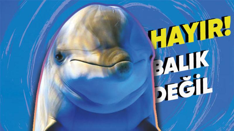 Okuduktan Sonra Neredeyse Bir İnsan Kadar Zeki Olduğuna İkna Olacaksınız: Yunuslar Hakkında 9 Enteresan Bilgi