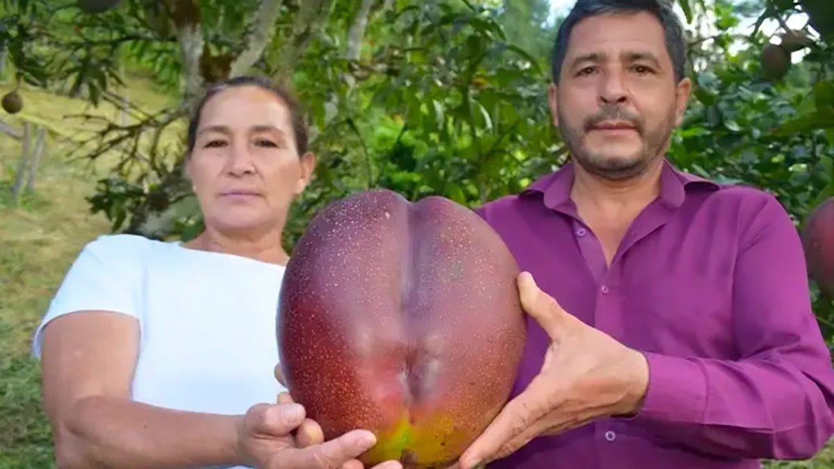 Diyarbakır Karpuzcuları Seri Üzgün: Nissan Micra’dan Bile Büyük Olan, Dünyanın En Ağır Meyvesiyle Tanışın!