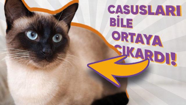 Karşınıza Alıp Sohbet Edebileceğiniz Kadar Zeki Olan Siyam Kedilerinin 8 İlginç Özelliği