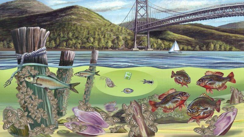 Canlıları Rezil de Vezir de Edebilen Ekosistem Nedir? İşte Duyunca Çok Şaşıracağınız İlginç Özellikleri