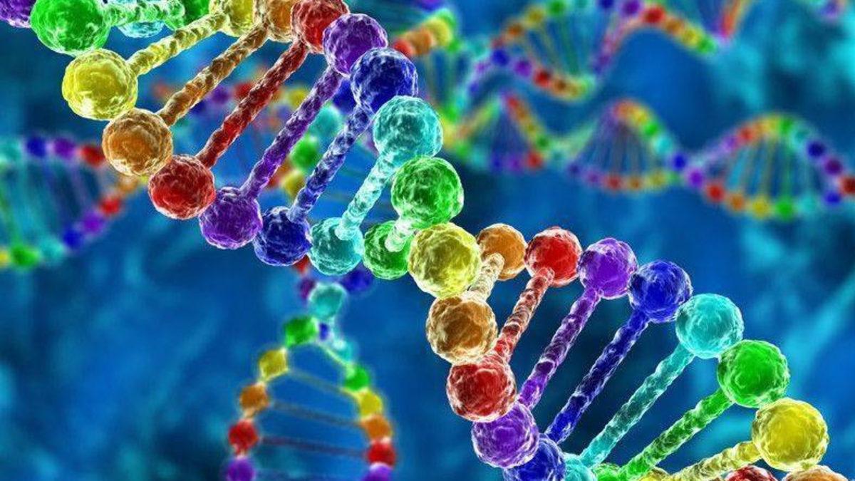 Alkol Bağımlılığını Durdurmayı Amaçlayan Gen Tedavisi Maymunlar Üzerinde Başarılı Oldu