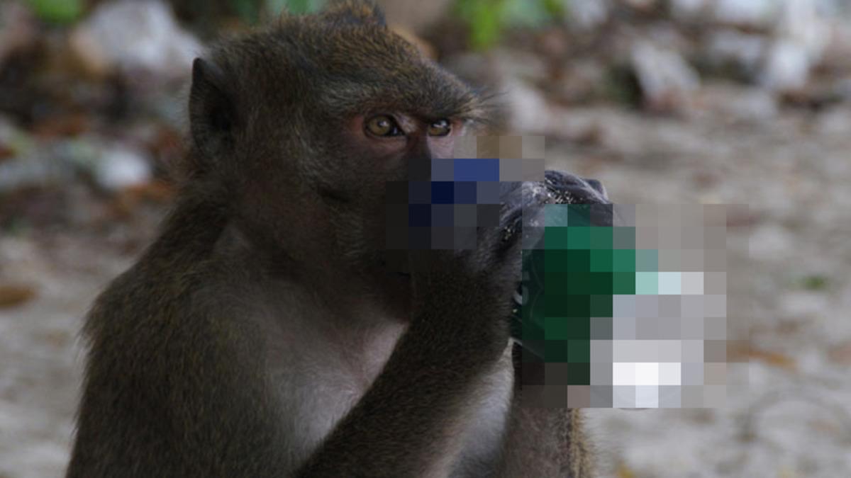 Alkol Bağımlılığını Durdurmayı Amaçlayan Gen Tedavisi Maymunlar Üzerinde Başarılı Oldu