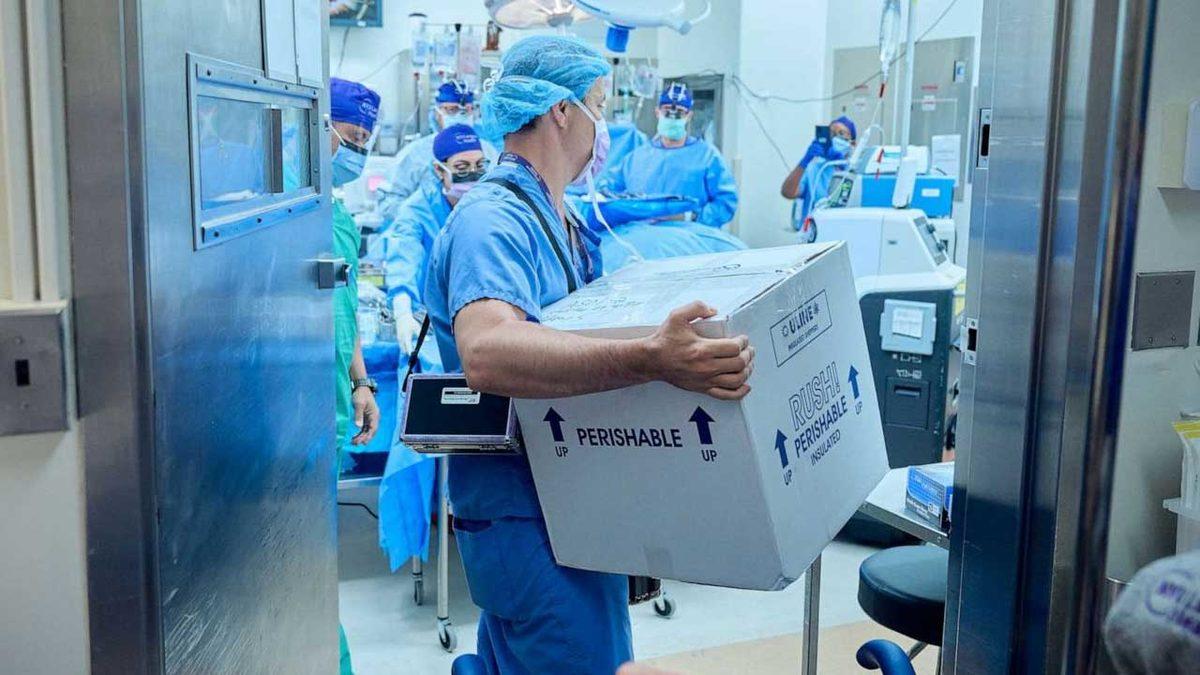 Domuzdan İnsana Böbrek Naklinde Tarihi Bir İlke İmza Atıldı