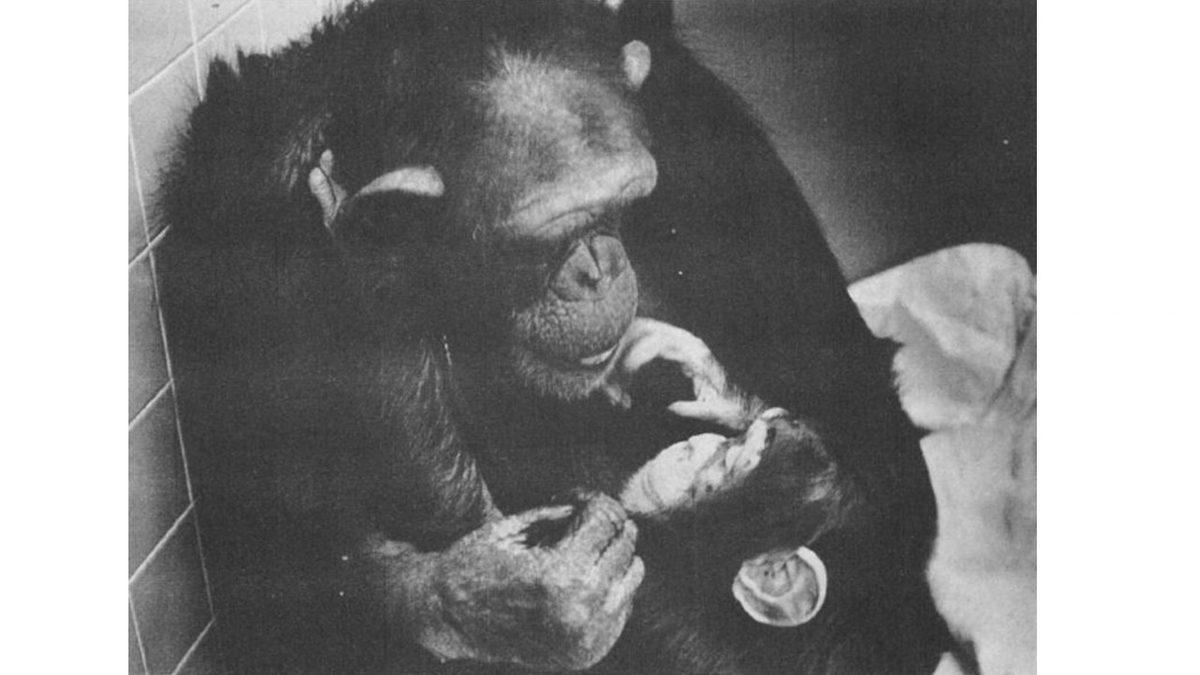 İşaret Dilini Öğrenen İlk Şempanzenin Sıra Dışı Hikâyesi: Başka Hayvanlara da Öğretmiş!