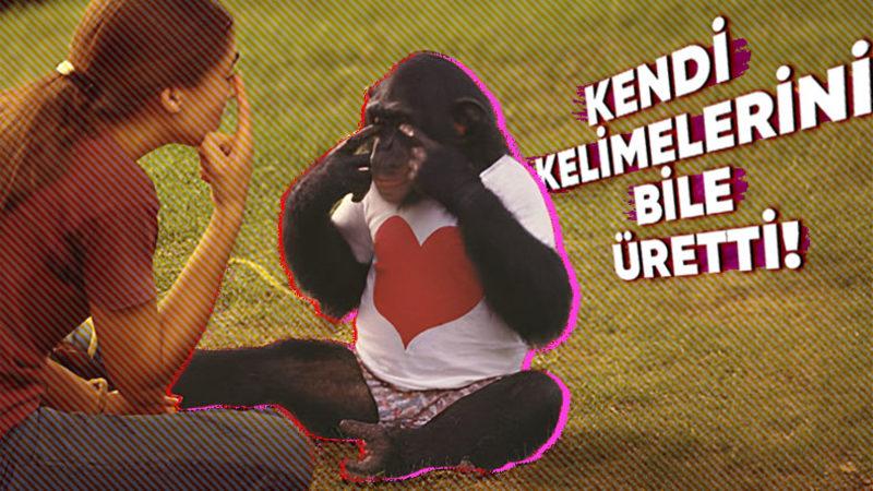 İşaret Dilini Öğrenen İlk Şempanzenin Sıra Dışı Hikâyesi: Başka Hayvanlara da Öğretmiş!