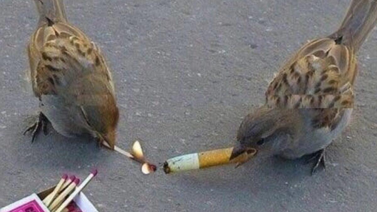 Dışarıdayken Yüzümüzü Çevirdiğimiz Her Yerde Gördüğümüz Serçeler Hakkında Bilmediğiniz 8 Gerçek