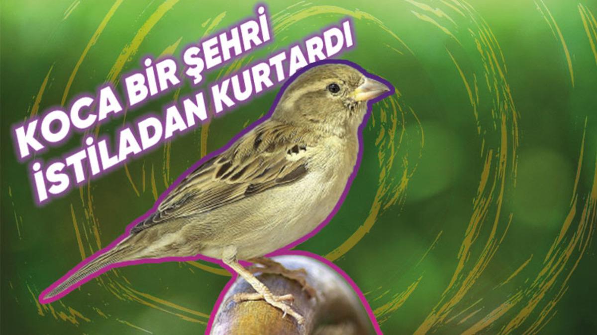 Dışarıdayken Yüzümüzü Çevirdiğimiz Her Yerde Gördüğümüz Serçeler Hakkında Bilmediğiniz 8 Gerçek