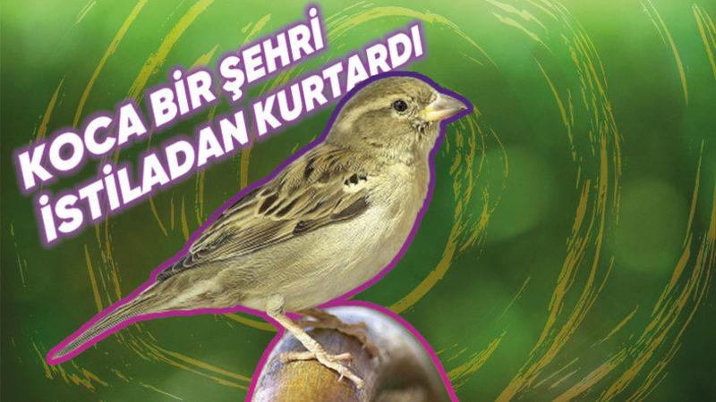 Dışarıdayken Yüzümüzü Çevirdiğimiz Her Yerde Gördüğümüz Serçeler Hakkında Bilmediğiniz 8 Gerçek