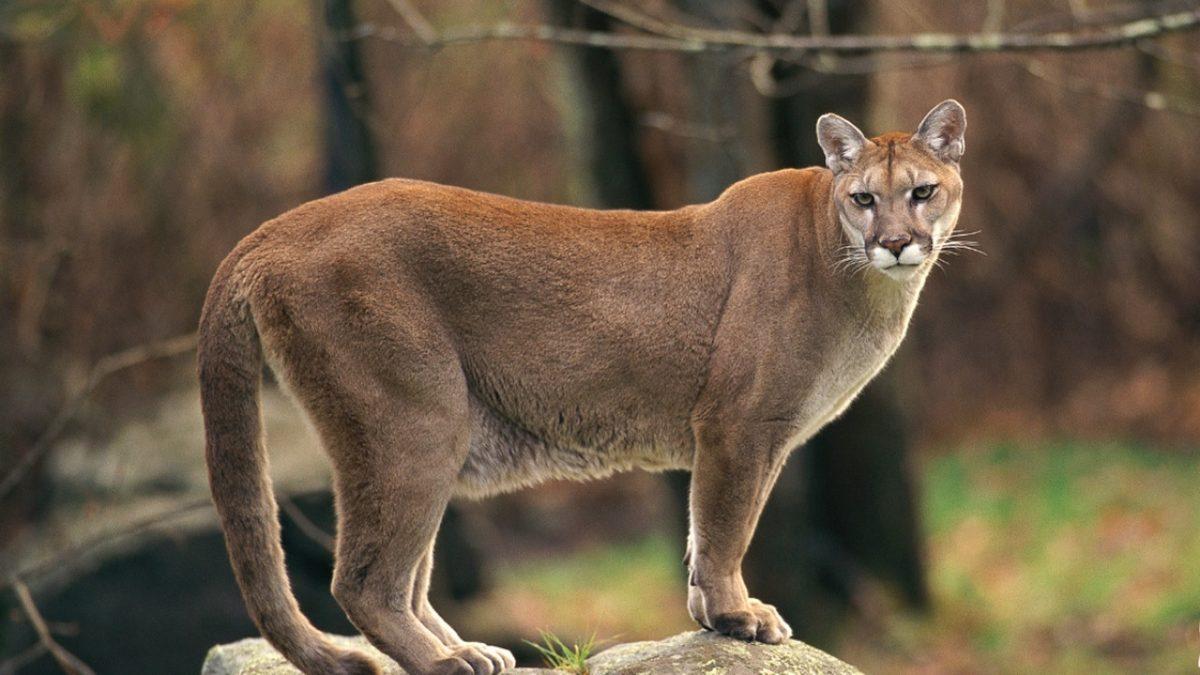 Yüzme ve Tırmanma Uzmanı Panterlerin Sahip Olduğu Bu Özellikleri Okuyunca Hayran Kalacaksınız