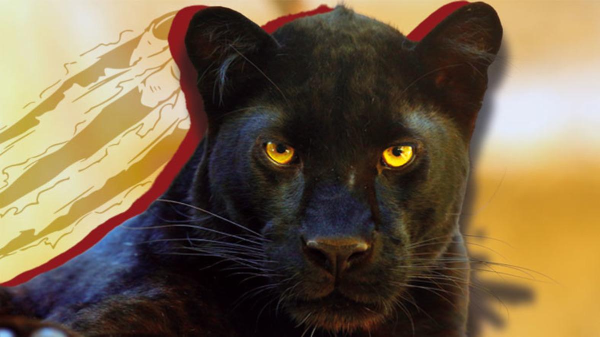 Yüzme ve Tırmanma Uzmanı Panterlerin Sahip Olduğu Bu Özellikleri Okuyunca Hayran Kalacaksınız