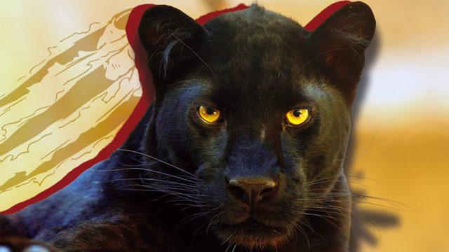 Yüzme ve Tırmanma Uzmanı Panterlerin Sahip Olduğu Bu Özellikleri Okuyunca Hayran Kalacaksınız