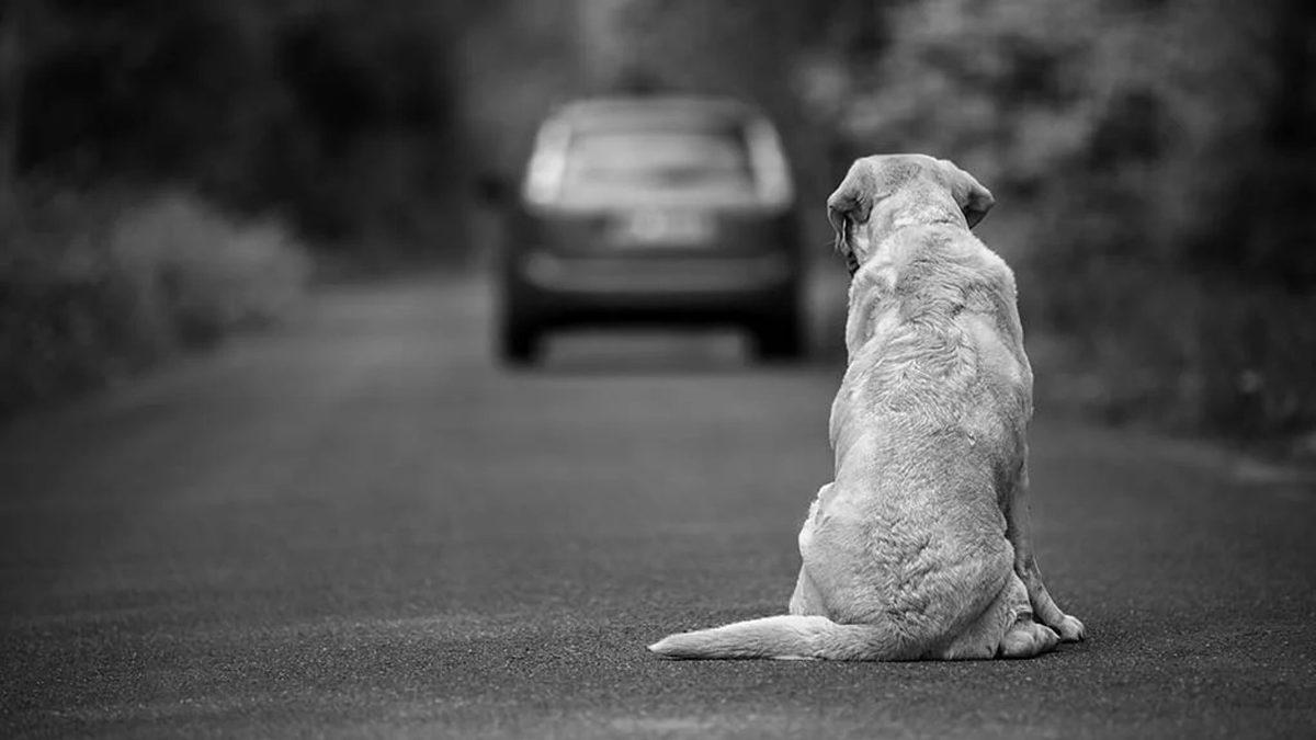 Çernobil Faciasından Artakalan Bu Nadir Köpeklerin Genetikleri Çok Farklı: 600’den Fazlası Hâlâ O Bölgede Yaşıyor!