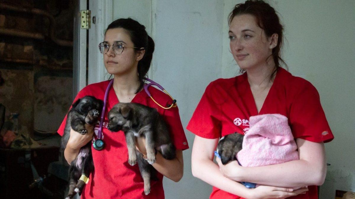 Çernobil Faciasından Artakalan Bu Nadir Köpeklerin Genetikleri Çok Farklı: 600’den Fazlası Hâlâ O Bölgede Yaşıyor!