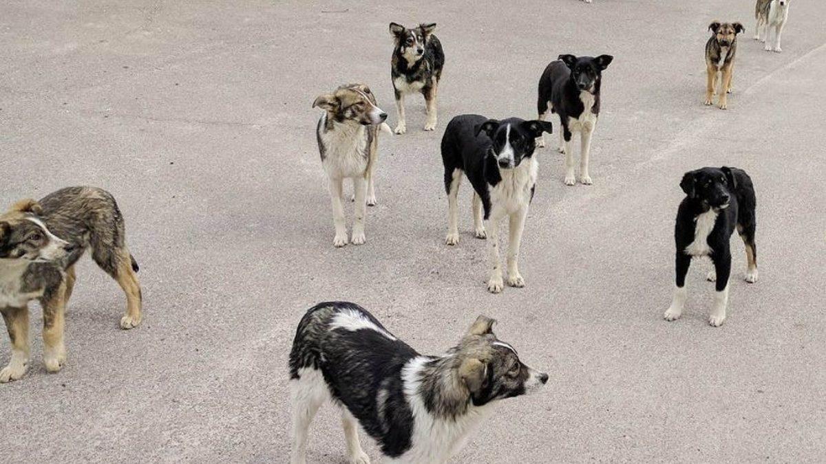 Çernobil Faciasından Artakalan Bu Nadir Köpeklerin Genetikleri Çok Farklı: 600’den Fazlası Hâlâ O Bölgede Yaşıyor!