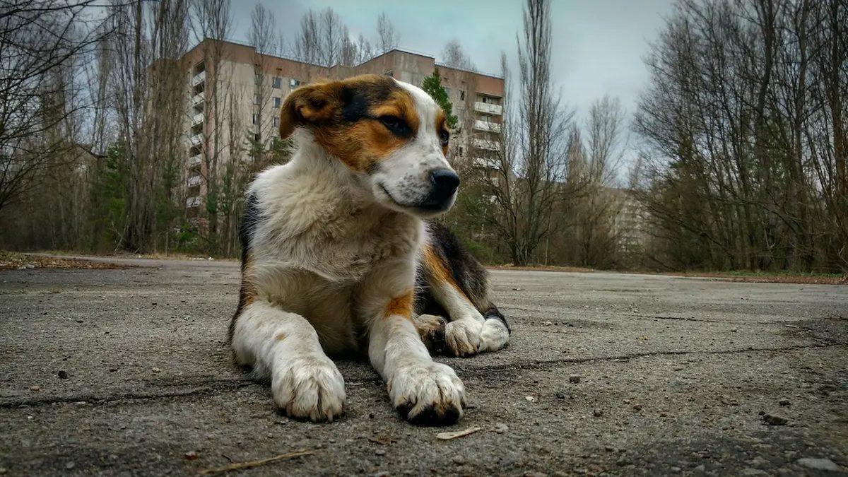 Çernobil Faciasından Artakalan Bu Nadir Köpeklerin Genetikleri Çok Farklı: 600’den Fazlası Hâlâ O Bölgede Yaşıyor!
