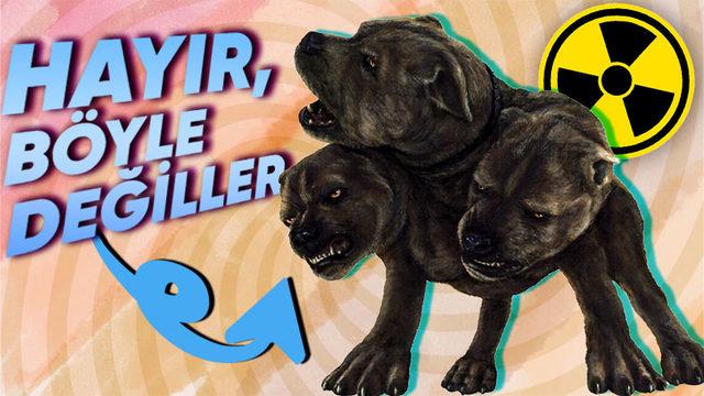 Çernobil Faciasından Artakalan Bu Nadir Köpeklerin Genetikleri Çok Farklı: 600’den Fazlası Hâlâ O Bölgede Yaşıyor!