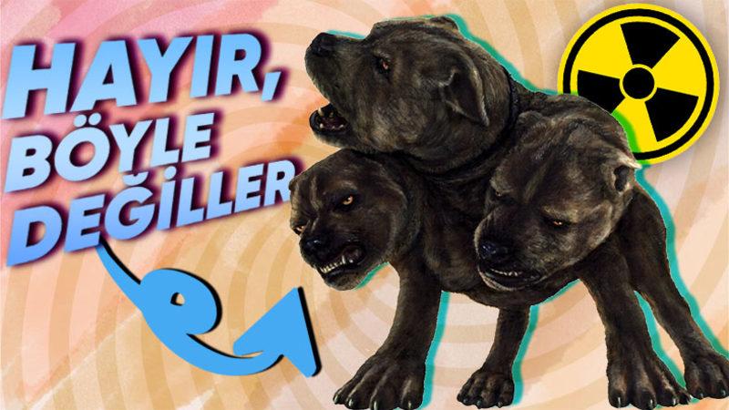 Çernobil Faciasından Artakalan Bu Nadir Köpeklerin Genetikleri Çok Farklı: 600’den Fazlası Hâlâ O Bölgede Yaşıyor!