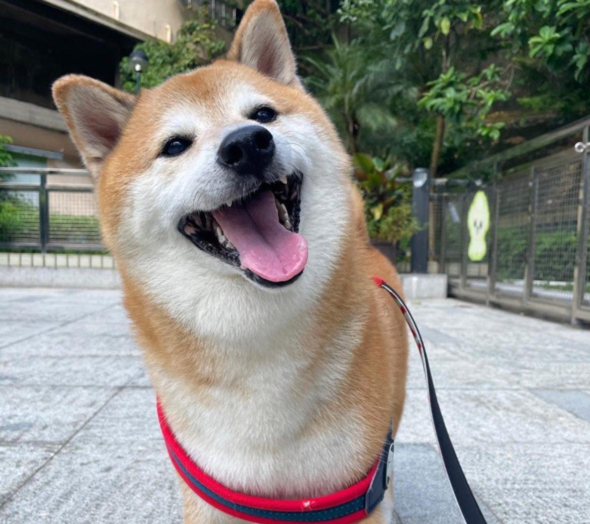 Viral Meme’lerin Vazgeçilmezi Köpek Cheems, Ameliyat Sırasında Hayatını Kaybetti